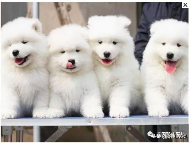 要狗看门？千万别选萨摩耶！这货除了笑不会干别的了