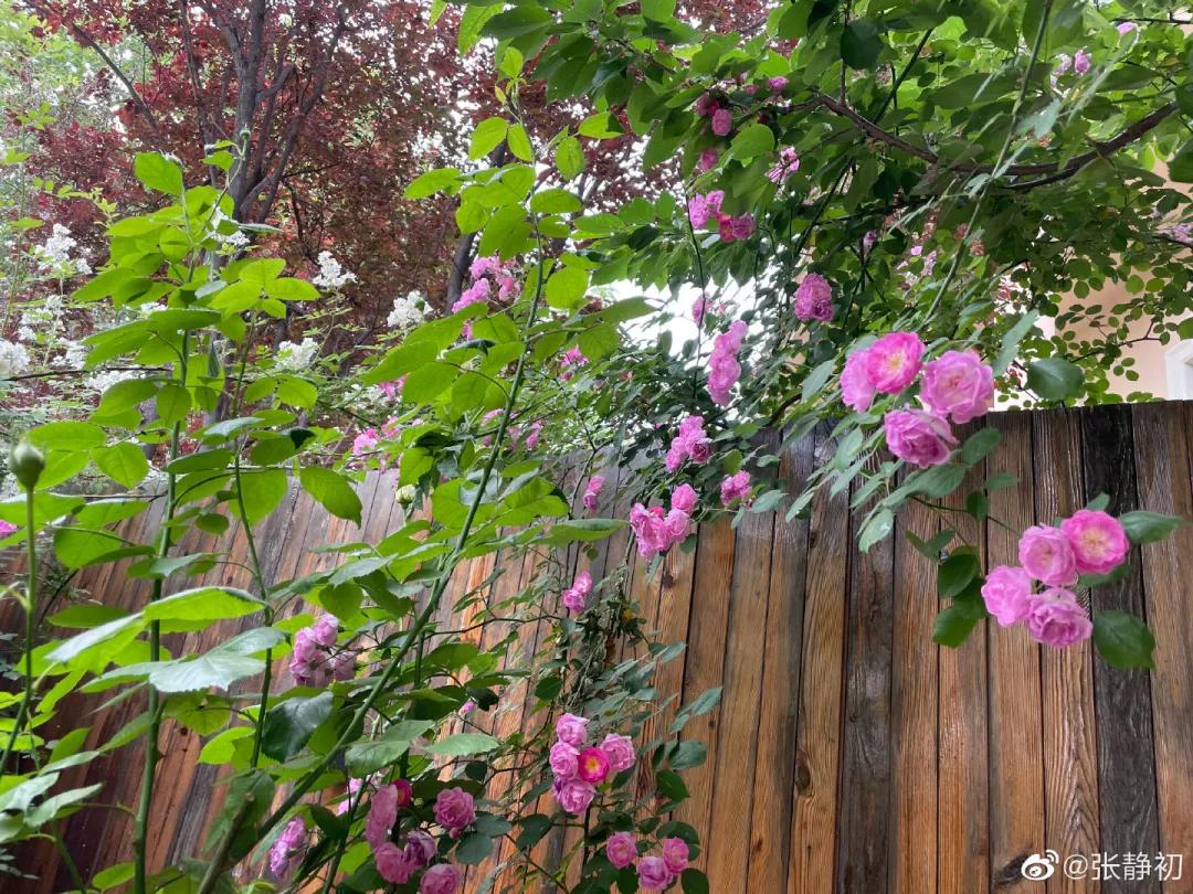 消失6年后,张静初单身生活首曝光!独居大House,与满屋破烂作伴