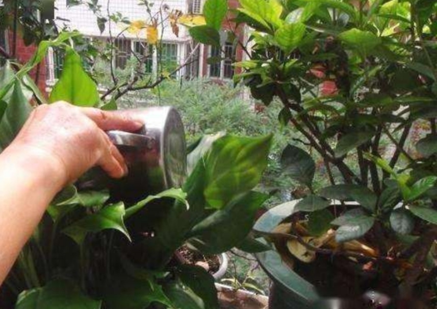 家里养花养鱼有什么好处,养花浇淘米水好吗