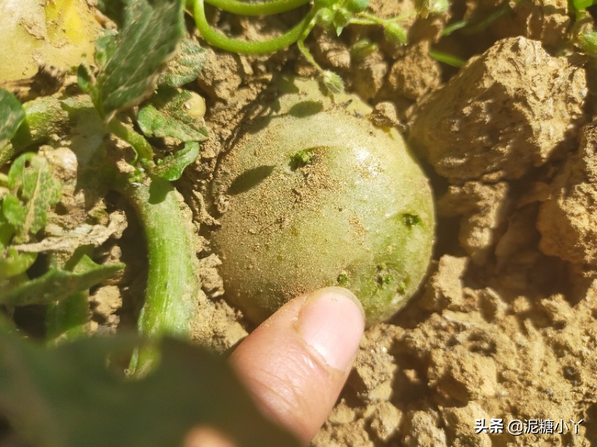 椹搩钖潚澶村彲椋熷悧,闈掑ご椹搩钖湁姣掑悧