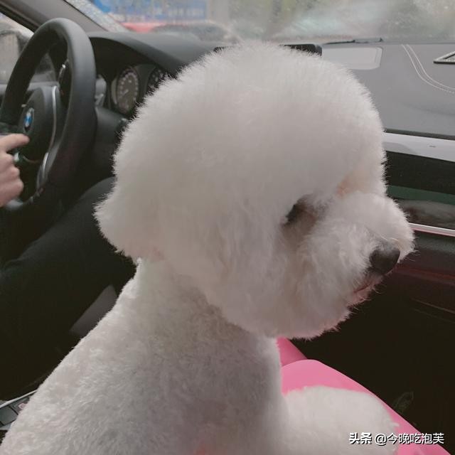 狗狗脚掌受伤了自己舔有问题吗,狗狗腿受伤怎么护理最好