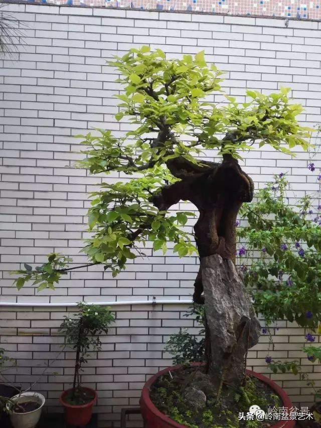 黄圃镇花店,花乡花卉绿植区