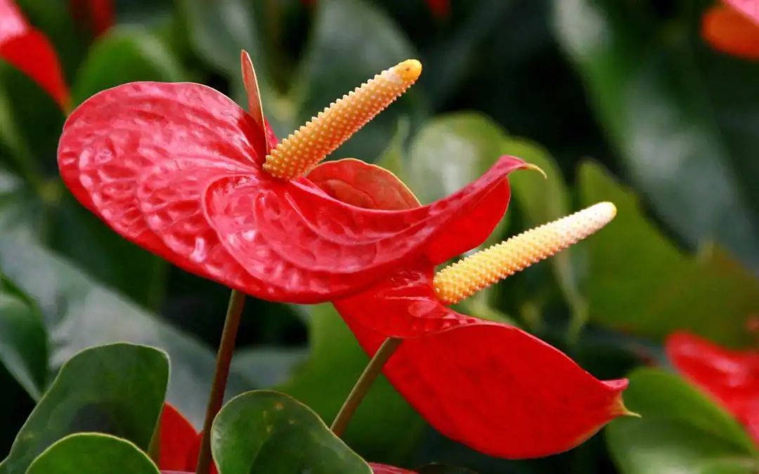 红掌花姿奇特美妍，花苞似佛焰，叶片翠绿欲滴，最佳室内盆栽