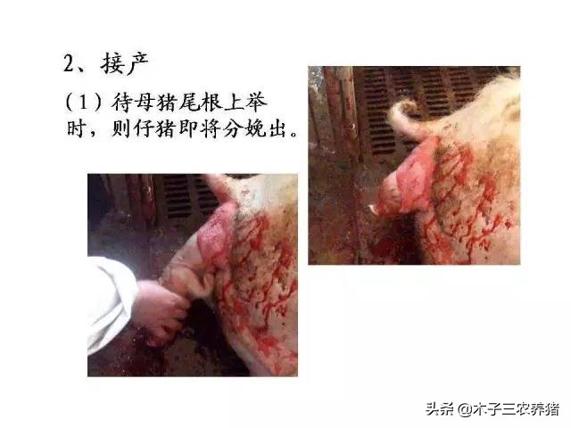 猪病急救方法,猪应急抢救方法