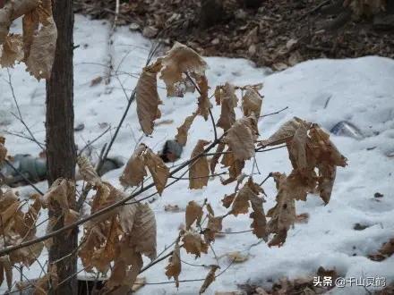 道士镜泊湖,镜泊湖道士山简介