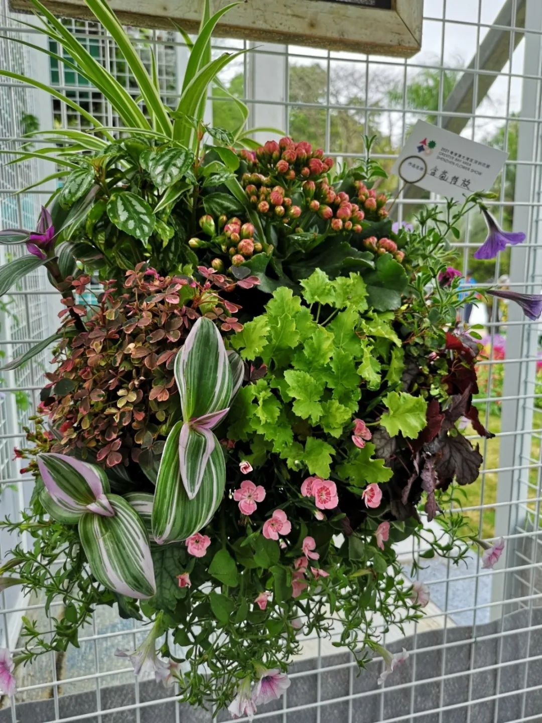 这个花展上的新优品种，为什么这么美？