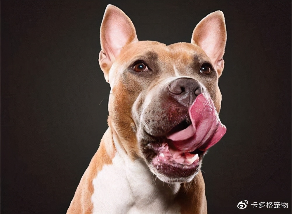 狗狗鼻头为什么是湿的,狗狗鼻头为什么会褪色