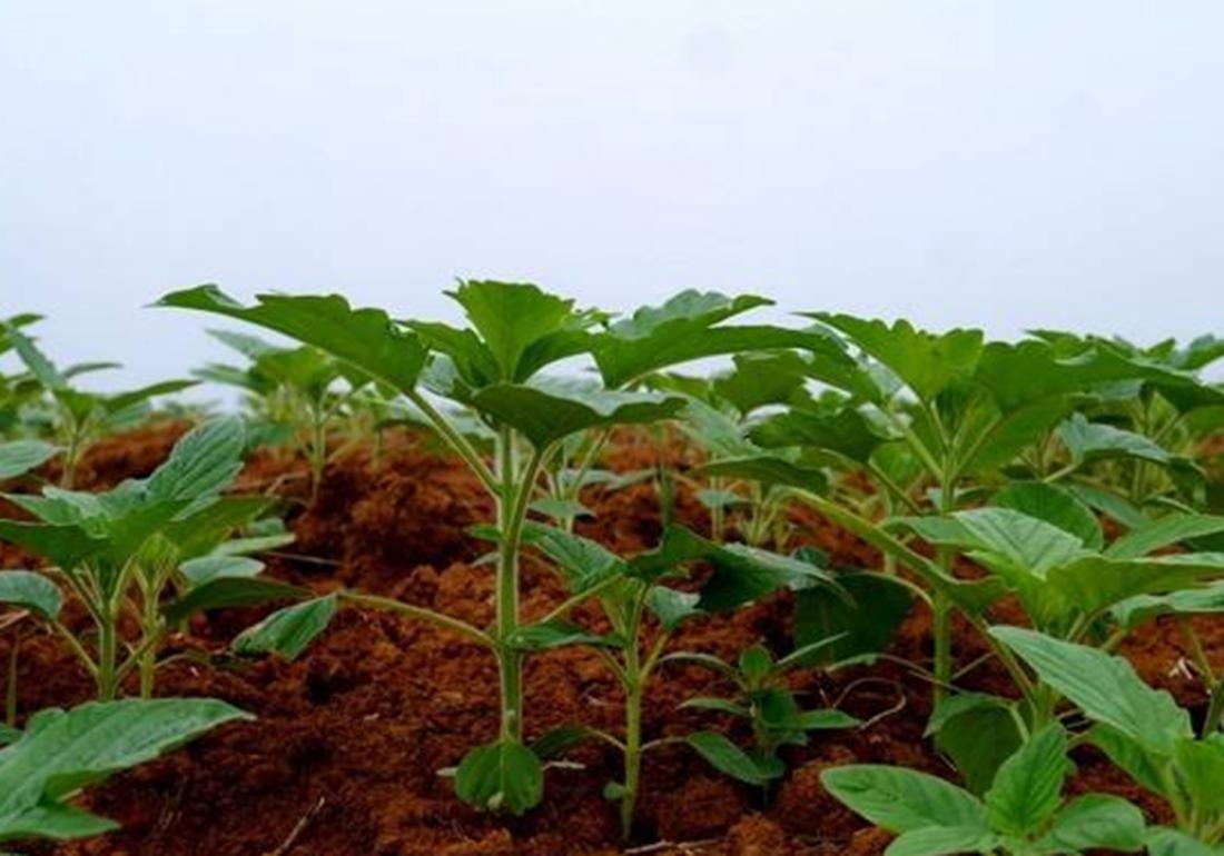 芝麻种植技术和收割方法,芝麻能重茬种植吗