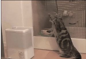 加湿器用了得肺炎,使用加湿器会导致加湿器肺炎吗