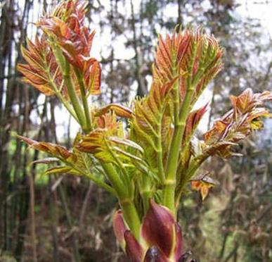 这种植物看似丑陋,很多人不在意,到国外却成珍贵食物,你见过吗