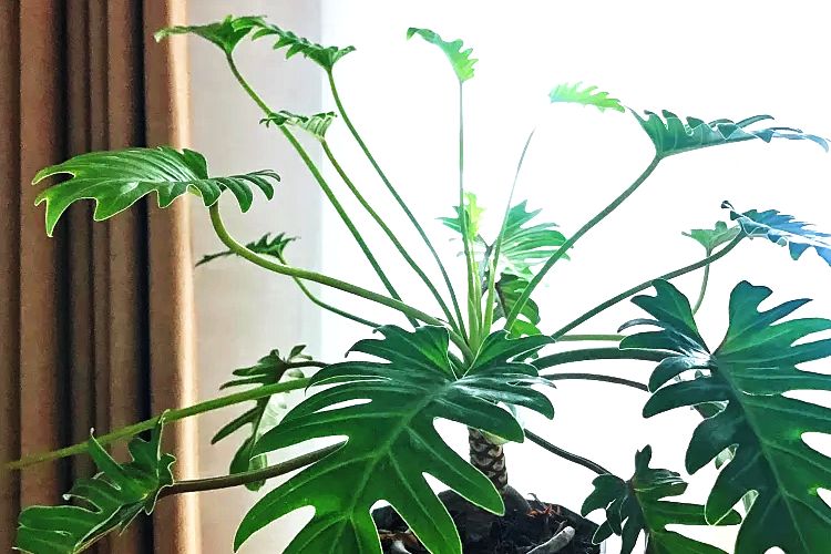 小天使植物养护,小天使植物的养护