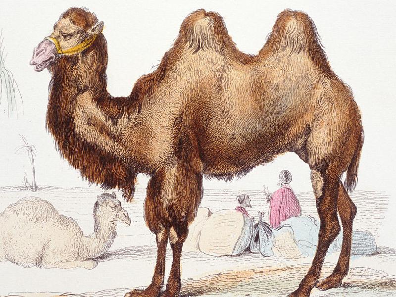 骆驼为什么会被人称为沙漠之舟,为什么骆驼被称为沙漠之舟呢