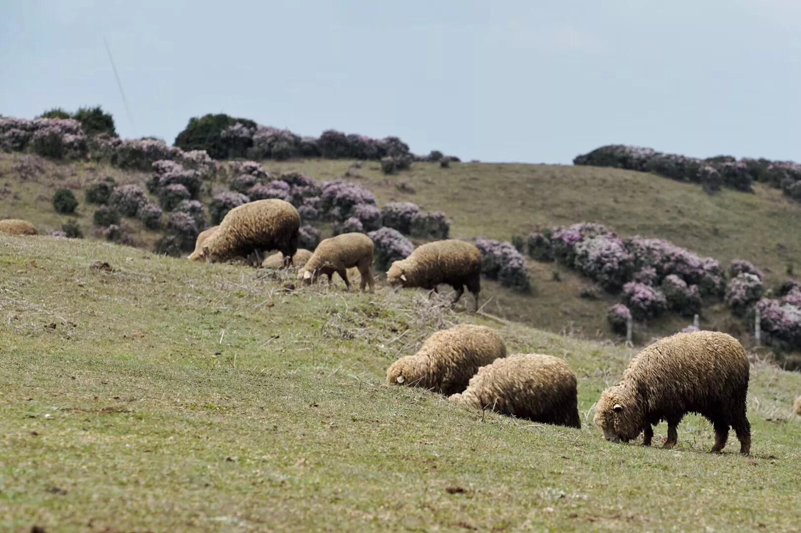 乌蒙大草原高山矮杜鹃,盘州市乌蒙大草原高山