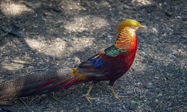银川特产哪里好又便宜,银川在哪买特产实惠又好吃