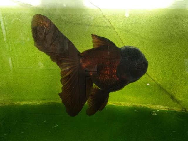 观赏鱼病怎么治好得快一点,观赏鱼病怎么治好的视频