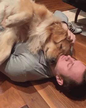 怎么惹金毛生气,金毛惹主人生气