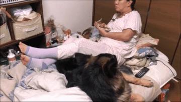 德牧躺在主人怀里睡觉,德牧躺着一动不动只喘气