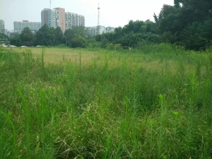 漫漫踢球路：疫情后的草根足球艰难前行，行进了派出所！