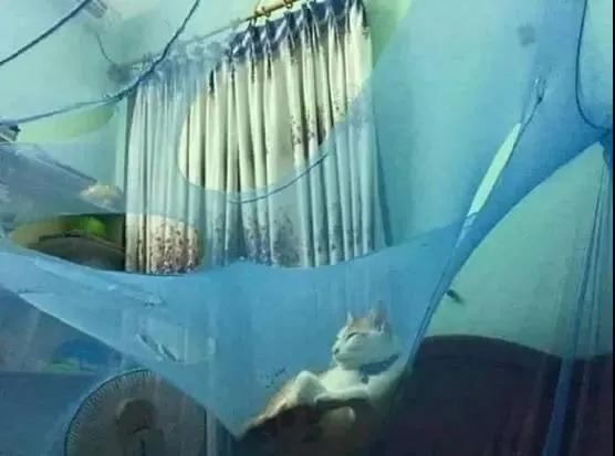 狗狗晕车吐了两次没精神,狗狗晕车吐了主人也吐了