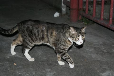 新手养猫怎么看猫咪是否要驱虫了,养猫知识猫咪驱虫注意事项