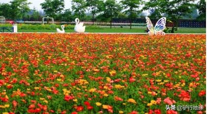 成都周边适合秋天看花的地方,成都周边看花攻略国庆节