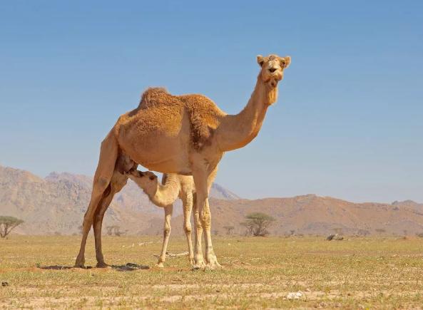 母乳牛奶羊奶营养价值对比表,羊奶和牛奶哪个营养更全面