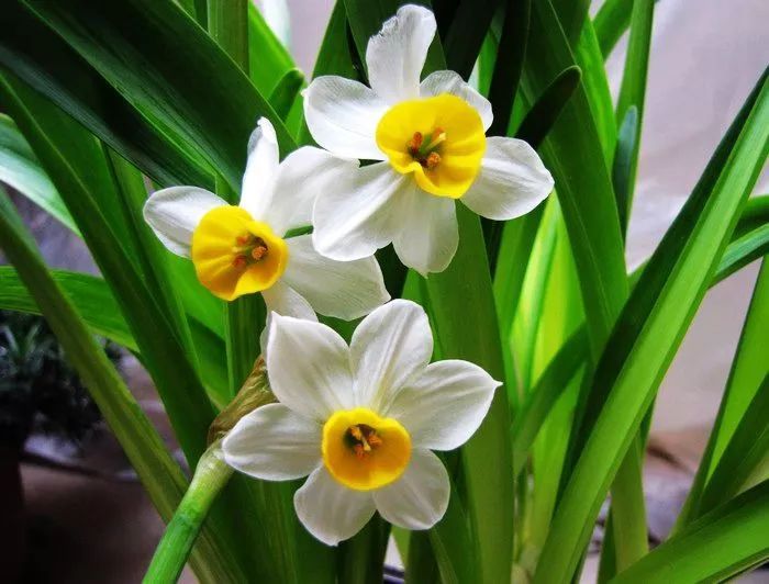 100种常见观叶植物图鉴史上最全,农村常见的100种植物