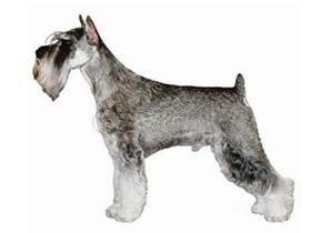 聪明的小宠物狗都有哪些品种,哪种宠物狗最聪明听话又好养