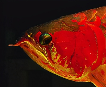 龙鱼常见疾病及治疗方法,龙鱼疾病找哪里救治