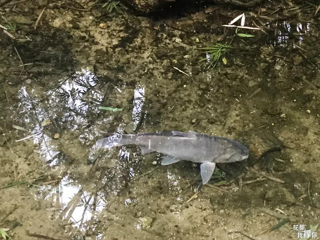 天寒地冻去哪里好玩,芙蓉嶂风景区美食