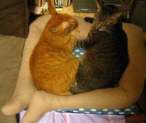 主人网购了个假肢,终于不用受猫咪折磨了:这下可算解脱了