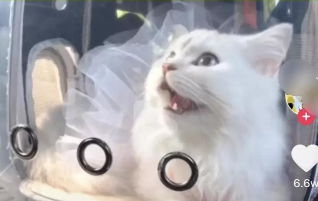 猫咪最适合哪种猫包,透明猫包对猫咪有哪些不好