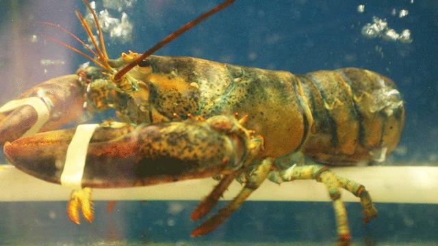 不务正业的“居酒屋”，吃完会变美！