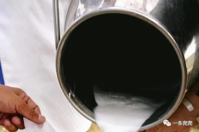 骆驼奶比羊奶好吸收,骆驼奶比牛奶好在哪里