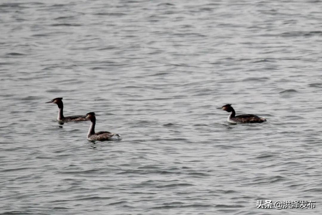 【V视】享自然丨千余只“凤头鸊鷉”洪泽湖畔捕食嬉戏