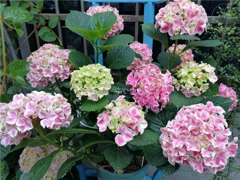 天竺葵的养护视频,垂吊天竺葵的养护