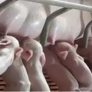 母猪预产期到了怎么不下仔猪,母猪过预产期7天仔猪能活吗