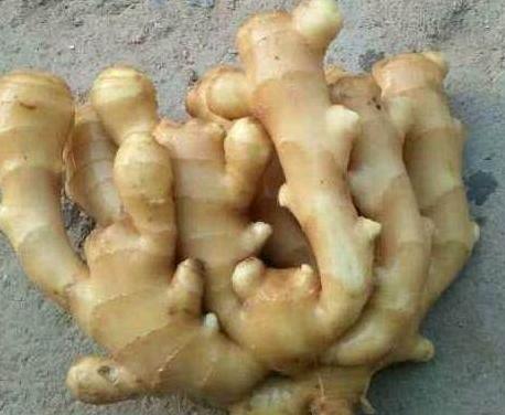 家种生姜怎样种植视频教程,在家种植生姜小妙招