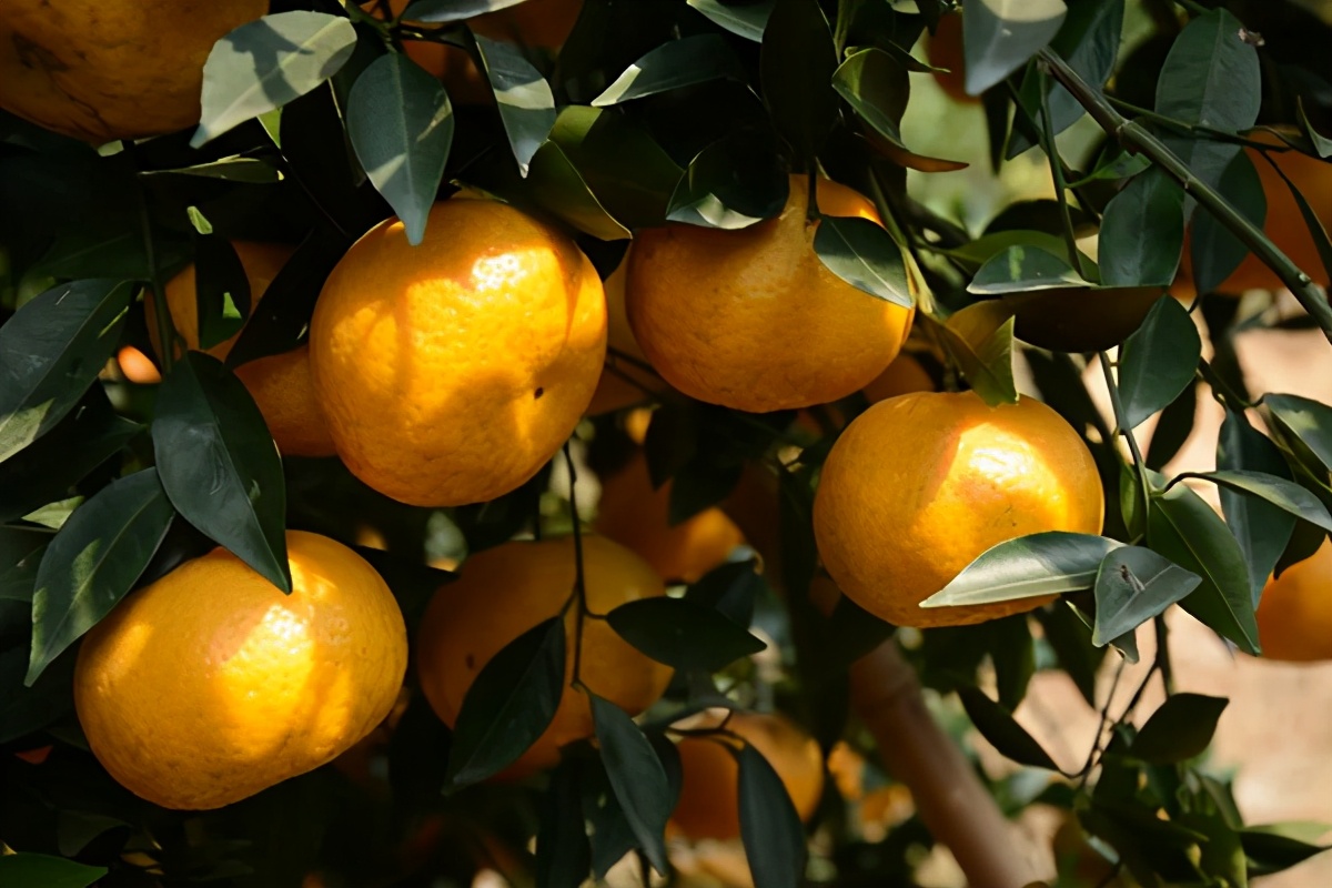 如何辨别是正宗的新会陈皮,如何辨别真正的新会陈皮