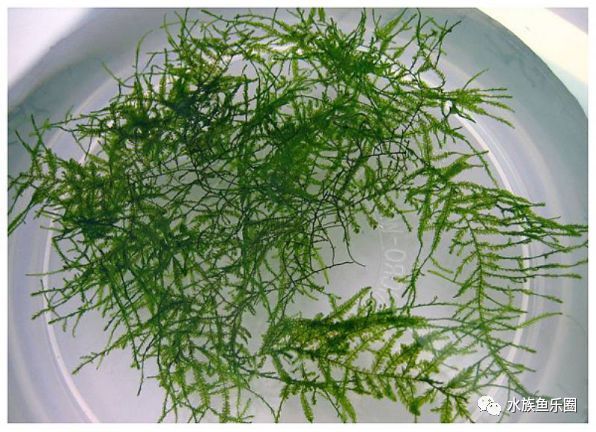 皇冠水草品种大全,亚马逊水草品种