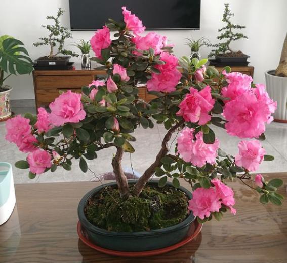 新入手的杜鹃花怎么养,冬季入手杜鹃花好吗