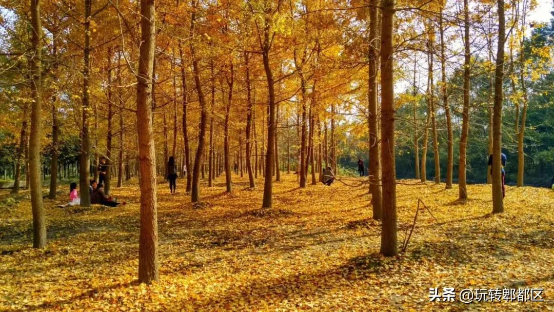郫都区十大银杏打卡地,郫都区看银杏最好的地方