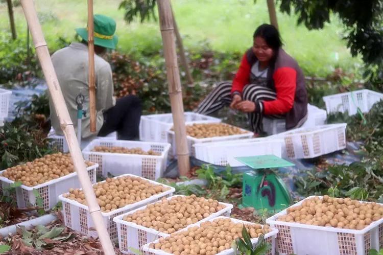 【战疫行动】黄州人,你下单代购的蔬果都是从哪里、怎么来的?——保供“战场”系列报道(四)