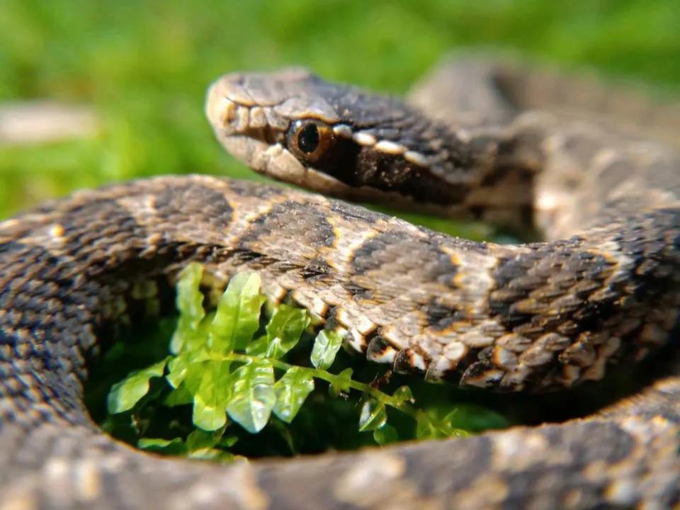 中国剧毒蛇都有哪些 (中国剧毒蛇有几种)