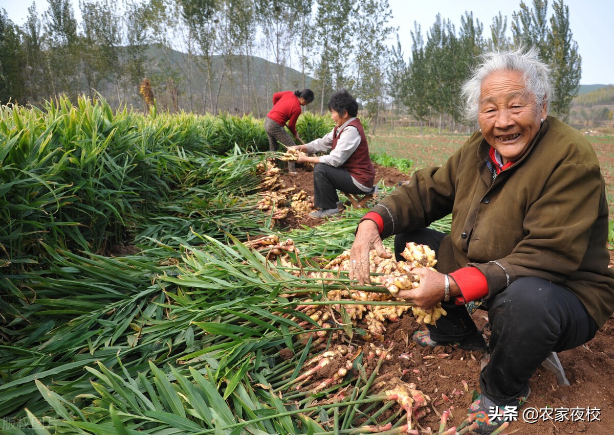 怎样种姜的正确方法全过程,种植姜最快最好的方法