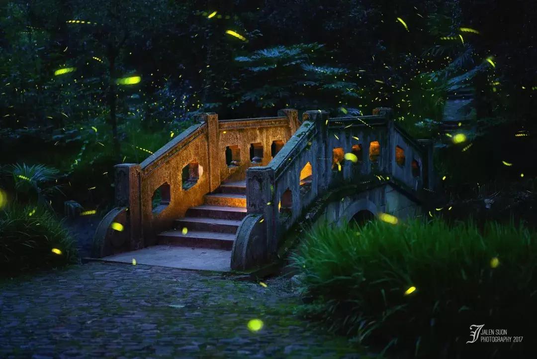 灵谷寺萤火虫7月,灵谷寺萤火虫目前还有吗