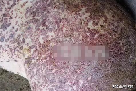 猪场常见问题,猪场的问题清单