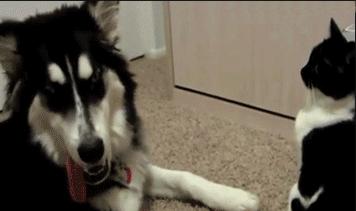 “年薪百万后，我终于敢光明正大戴假表了”