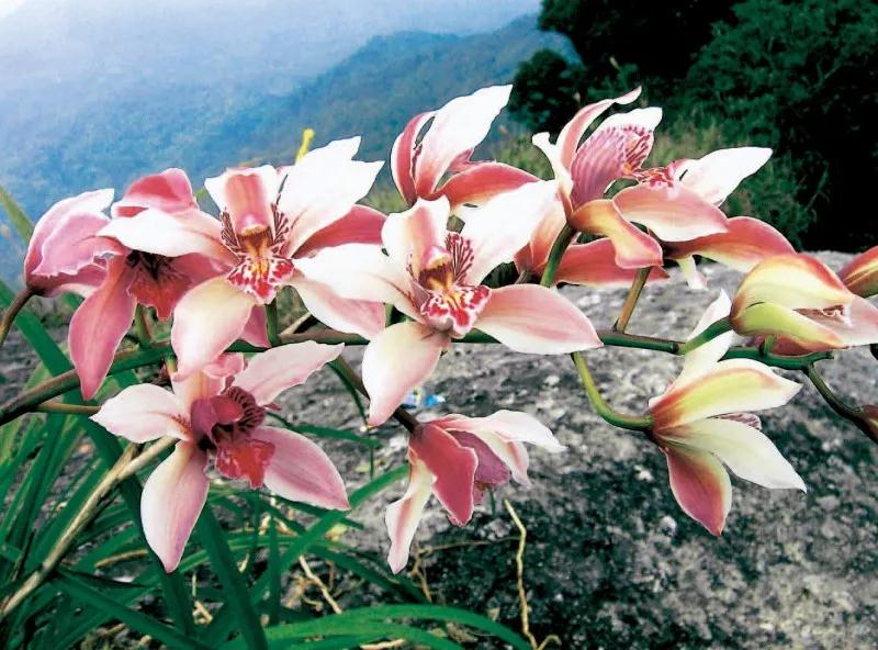 野生兰花被列为二级保护植物,野生植物保护野生兰花