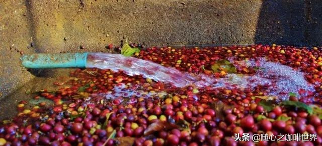 咖啡从采摘到制作过程视频,咖啡采摘加工过程